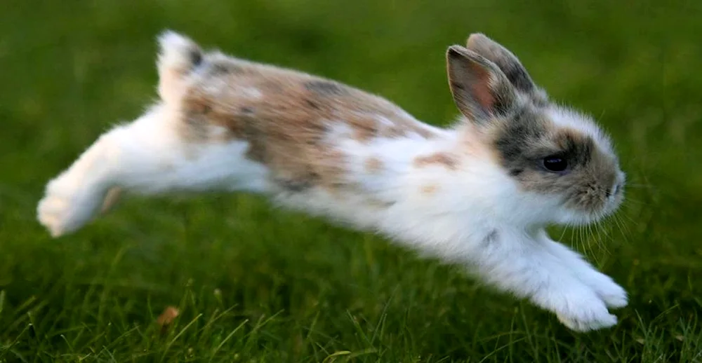 Rabbit Rabbit Running