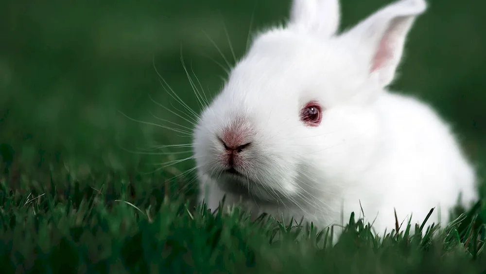 White rabbit