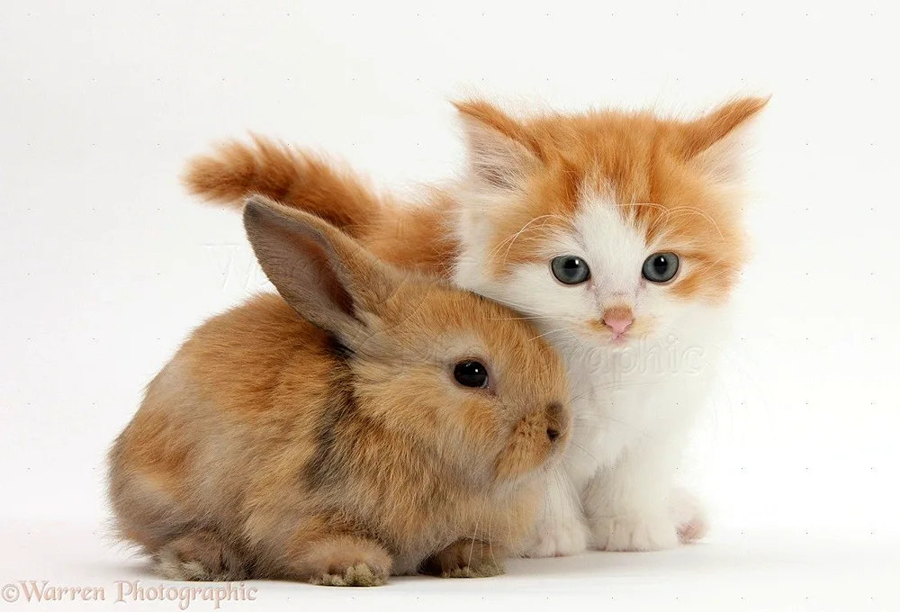 Cat and rabbit