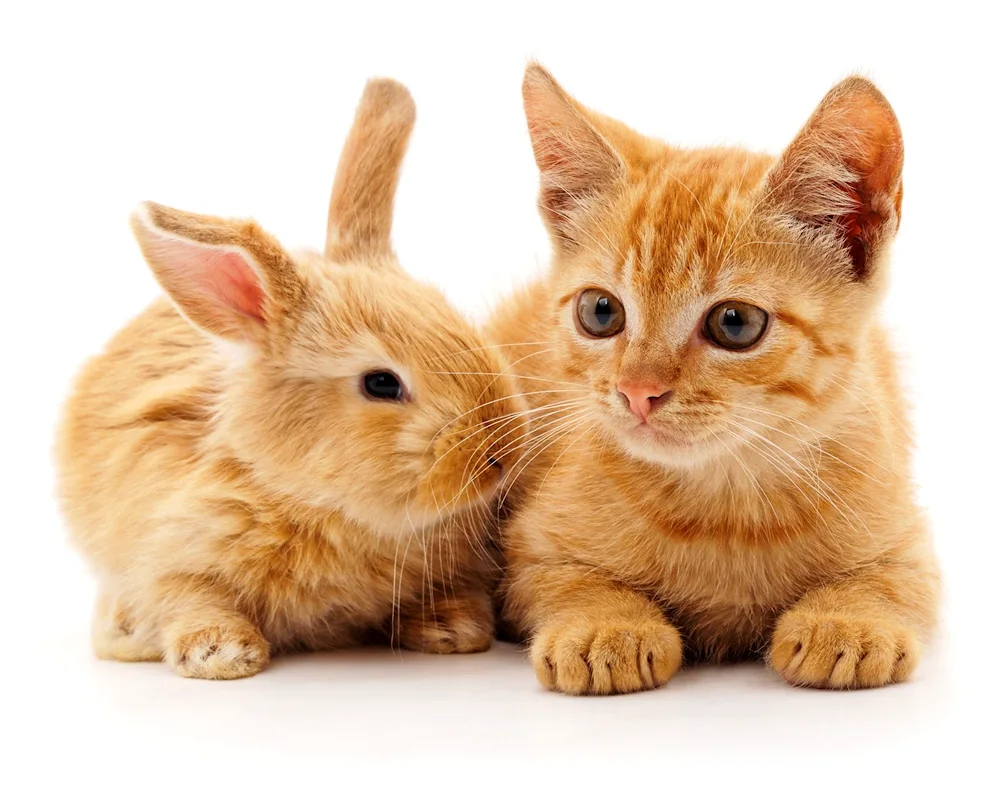 Cat and rabbit