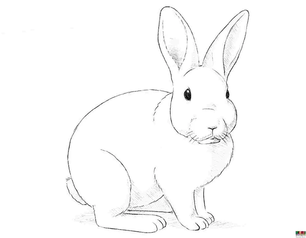 Bunny pencil drawing