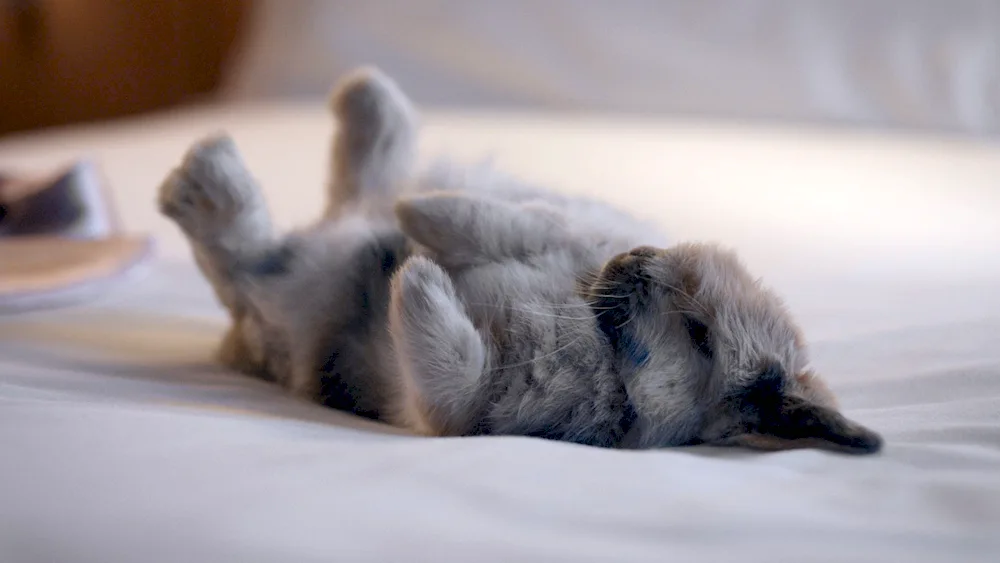 Rabbit lying on his back