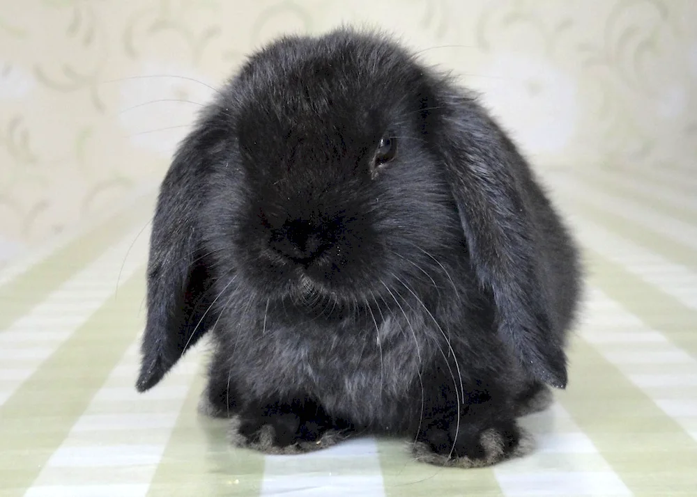 Black water rabbit 2023