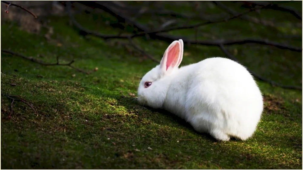 Hare on the hind legs