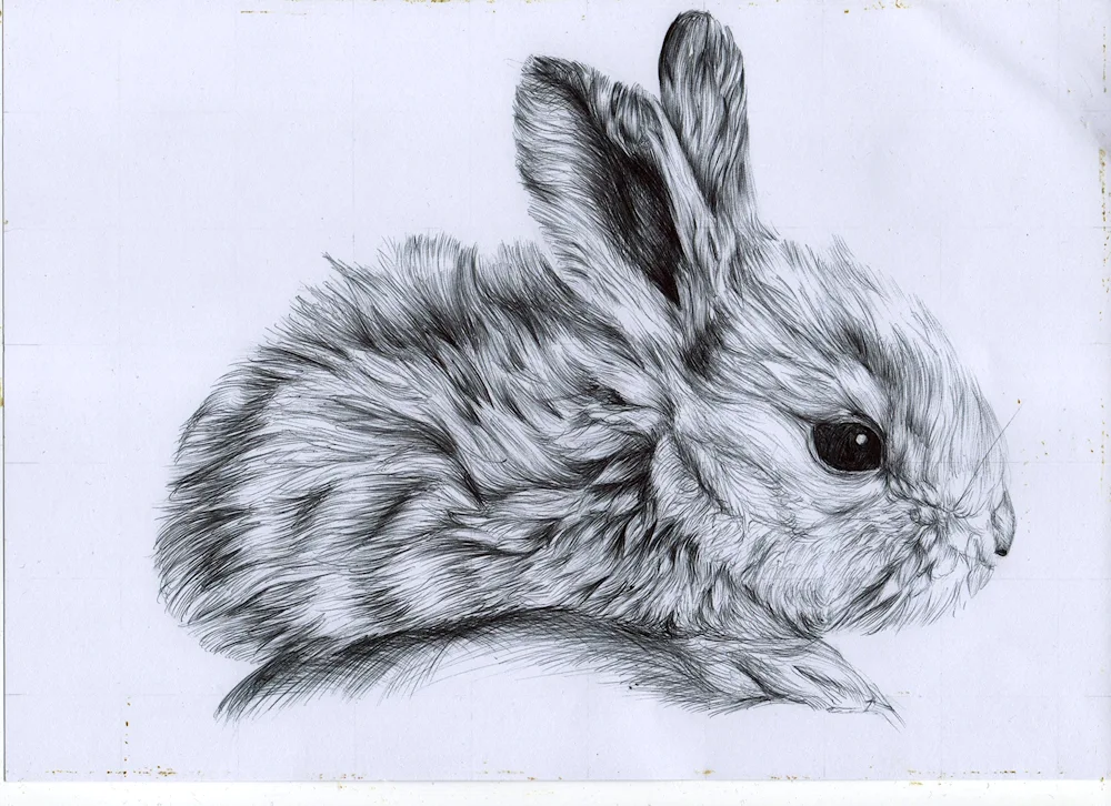 Bunny drawing