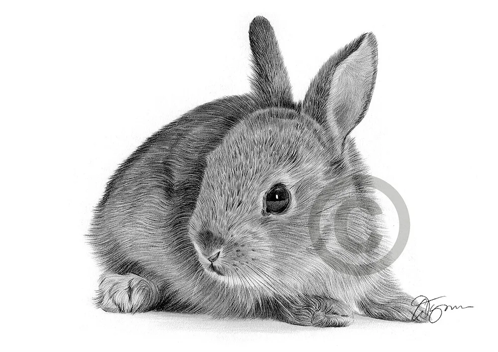 Bunny pictures for drawing