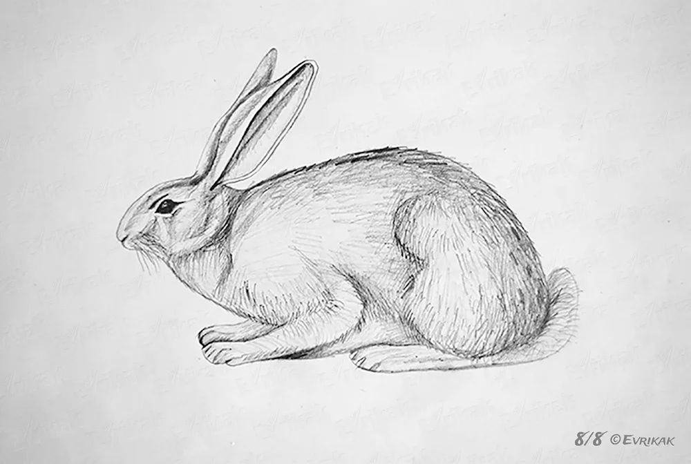 Bunny colouring