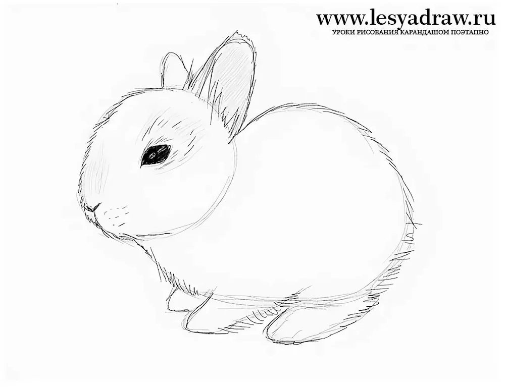 Bunny drawing in pencil