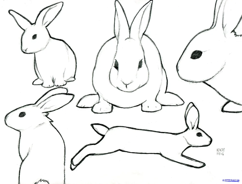 Bunny drawing