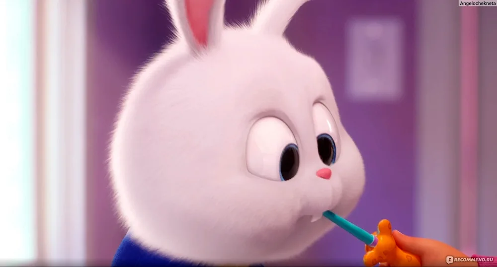 The secret life of pets pet rabbit