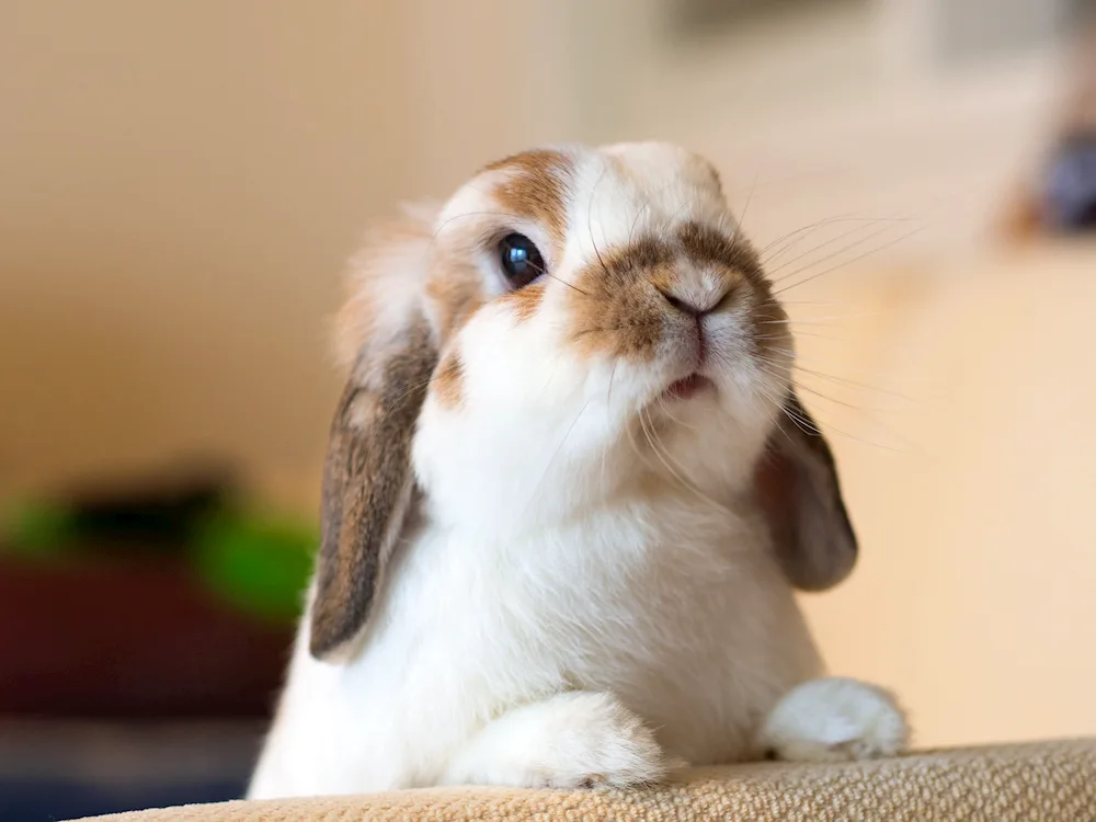 Rabbit rug