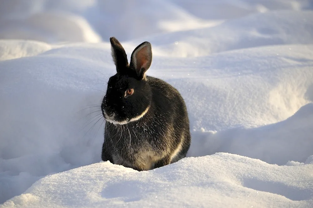 Black rabbit water rabbit 2023