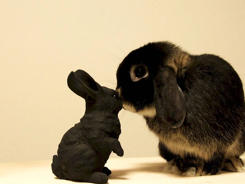 Black hare brown rex rabbits