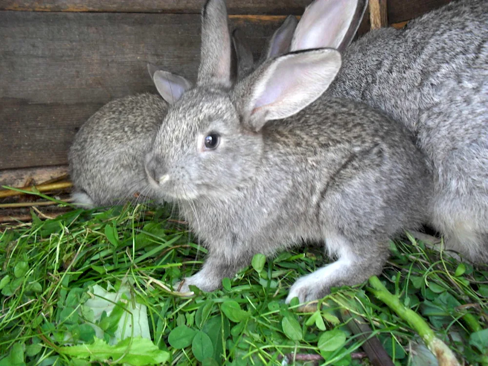 Soviet chinchilla rabbit