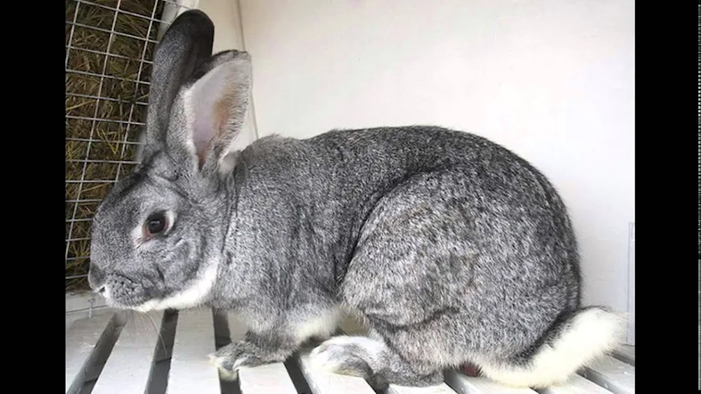 Soviet chinchilla rabbit