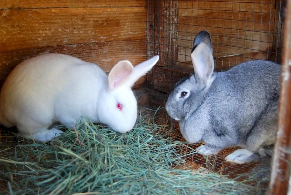 Soviet chinchilla rabbit rabbit