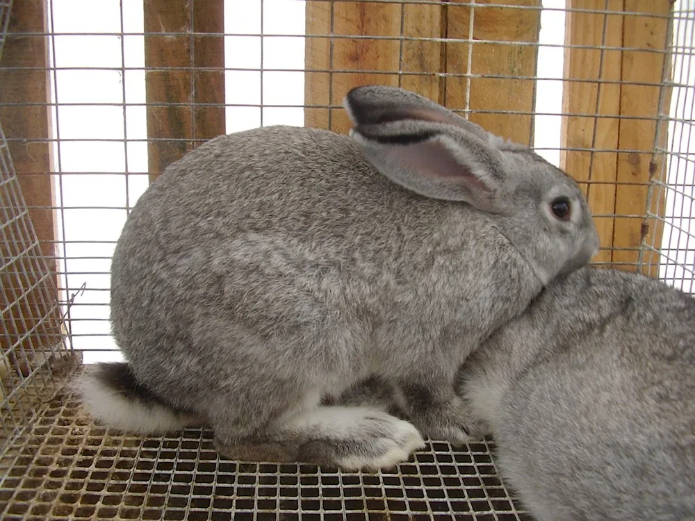 Soviet chinchilla rabbit