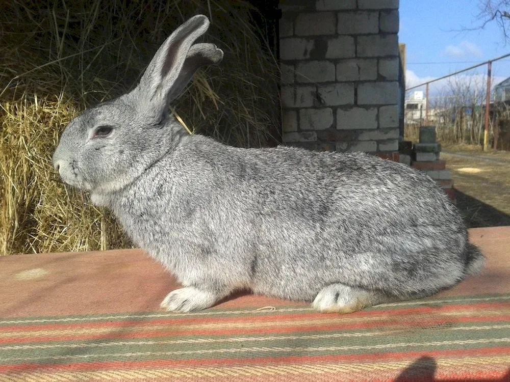 Soviet chinchilla rabbit