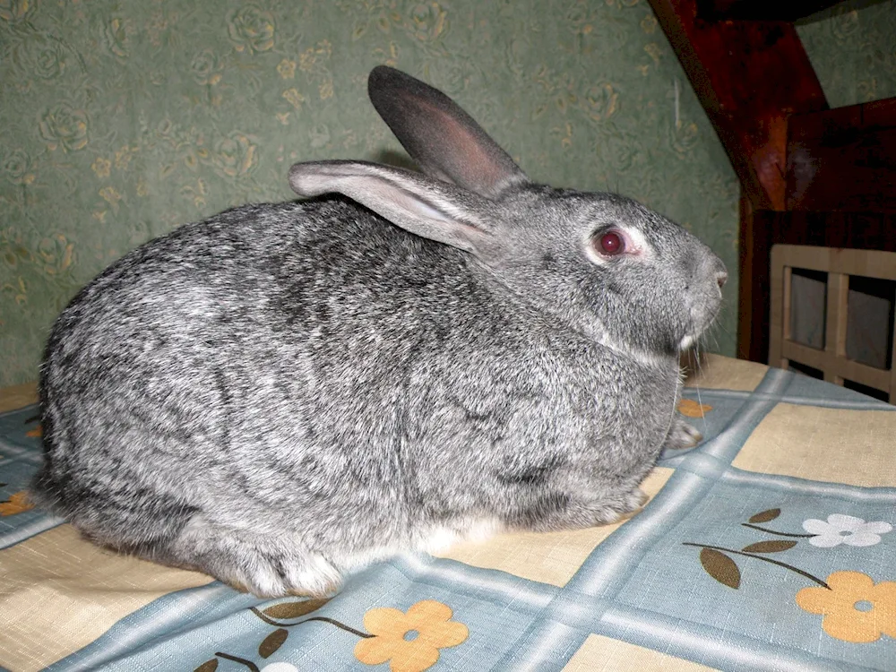 Soviet chinchilla rabbit