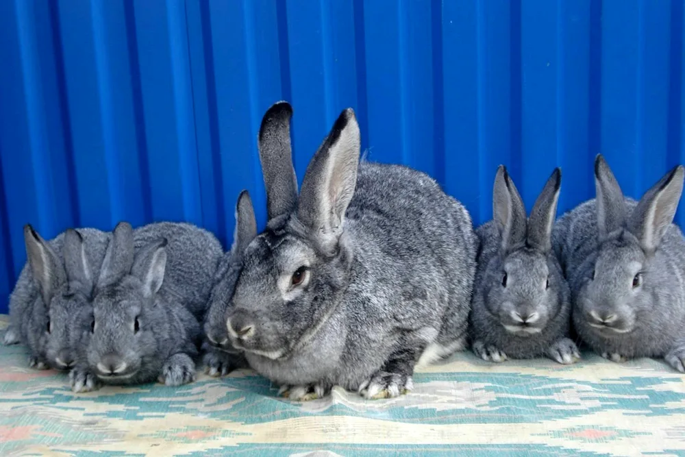 Soviet chinchilla rabbit