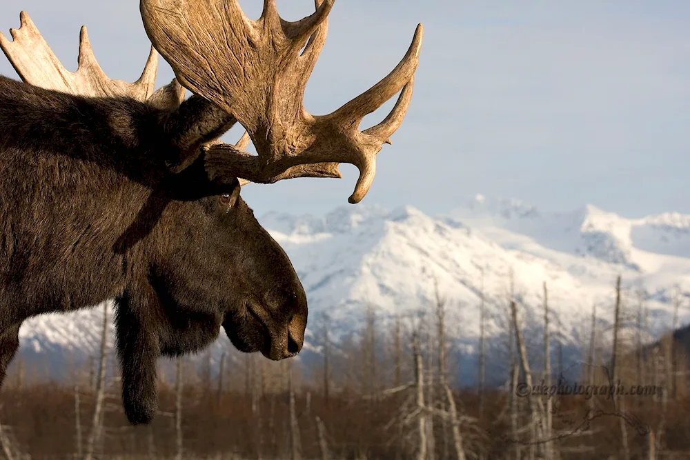 Elk Siberian Elk