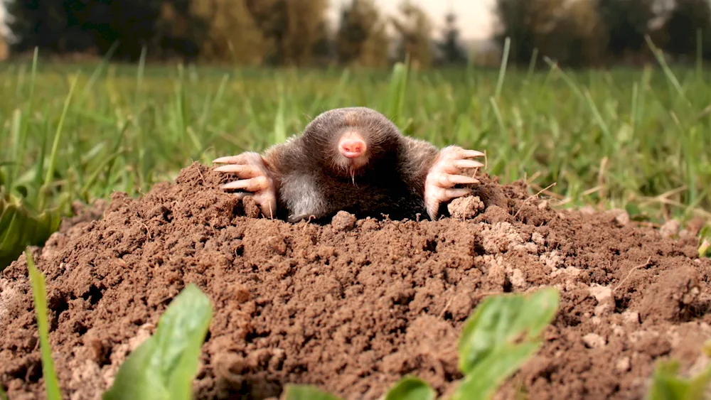 American Star-nosed Mole