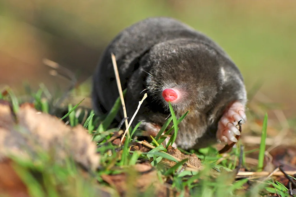 Common mole