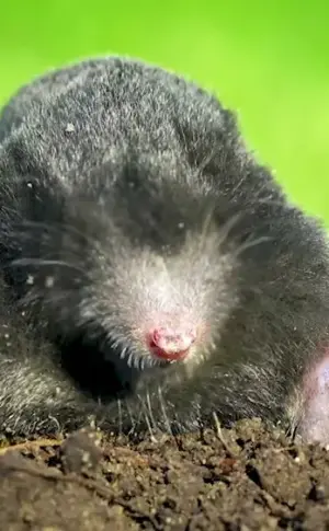 Common mole