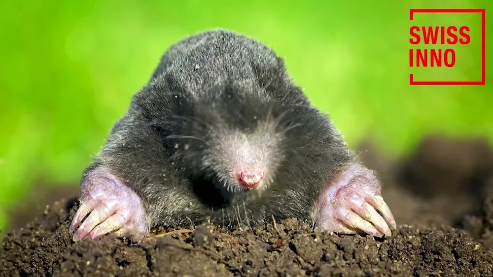 Common mole