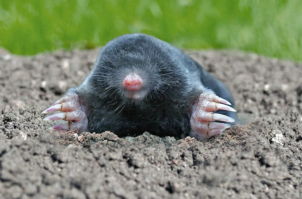 American shrew mole