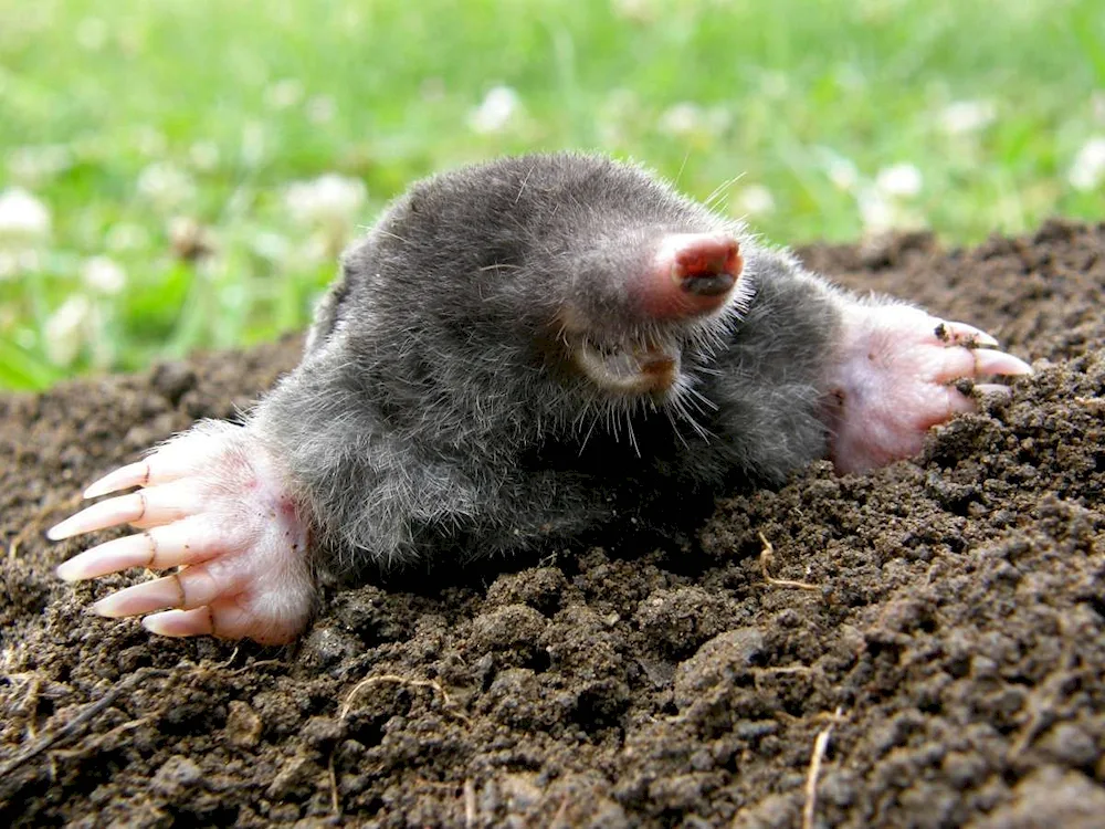 Earthworm Shrew baby rodent