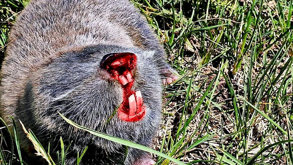 Common gopher mole