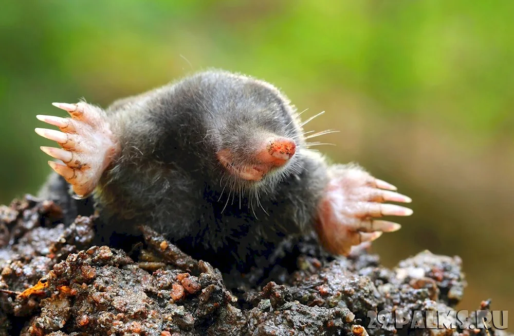 Mole shrew gadfly