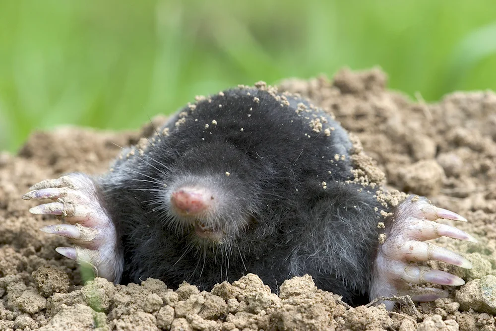 Mole shrew gadfly