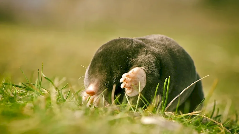 European mole