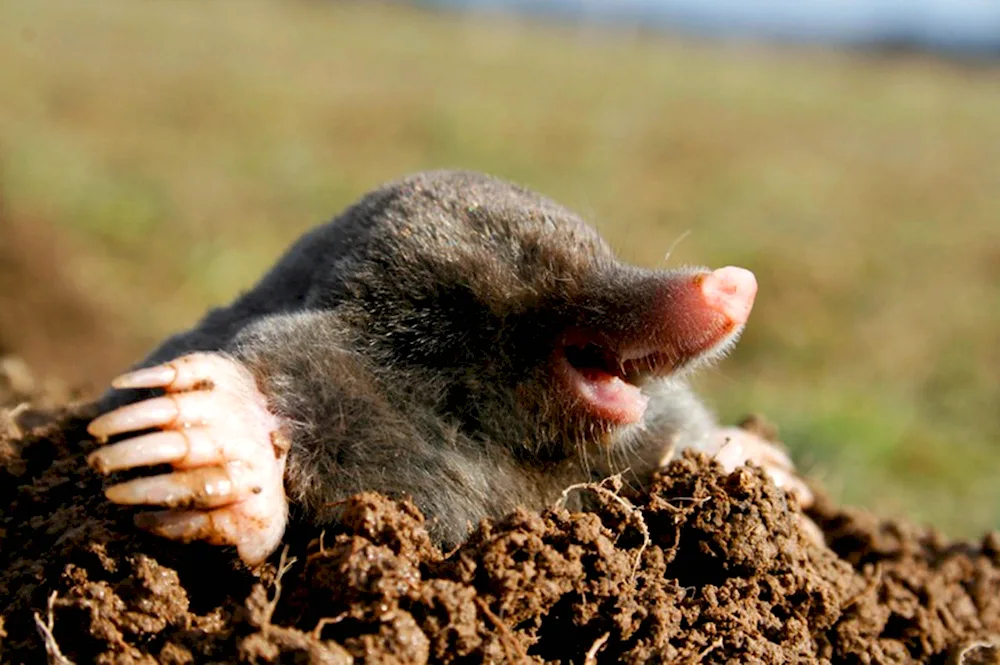 European shrew mole shrew mole shrew