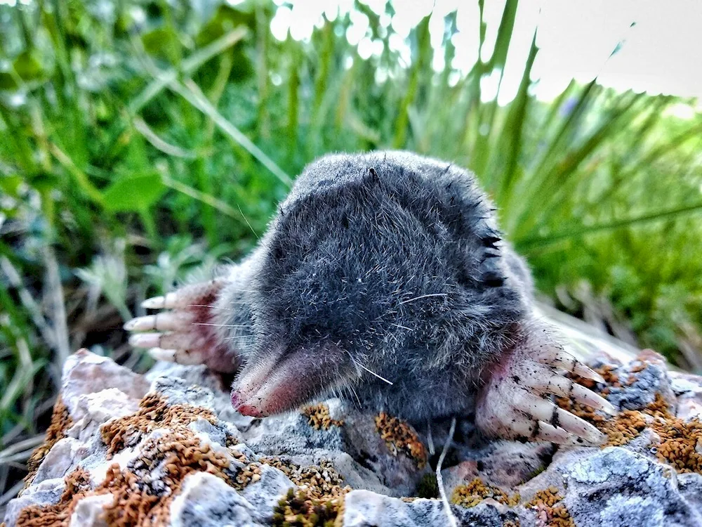 American shrew mole