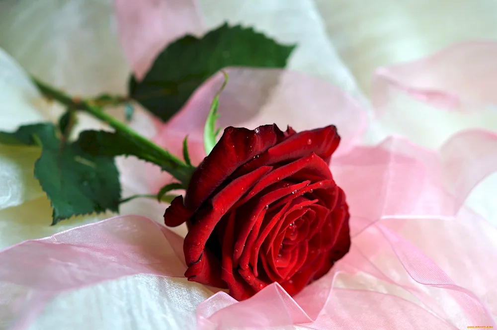 Rose petals on the bed