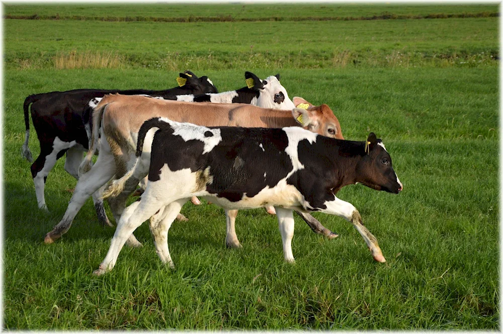 Holstein breed Holstein cattle