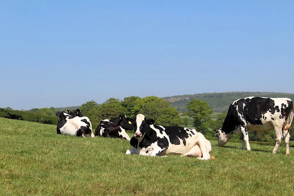 Holstein Friesian Friesian cattle