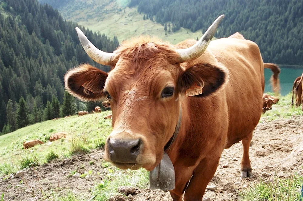 Brown Highland bull