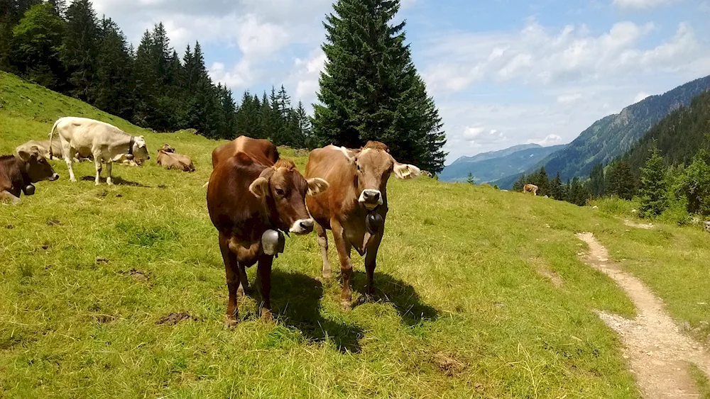 Alpine Meadows Switzerland Alpine Meadows Switzerland