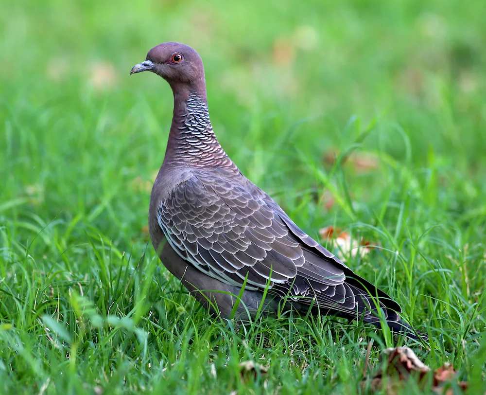 Fowl in the Leningrad Region