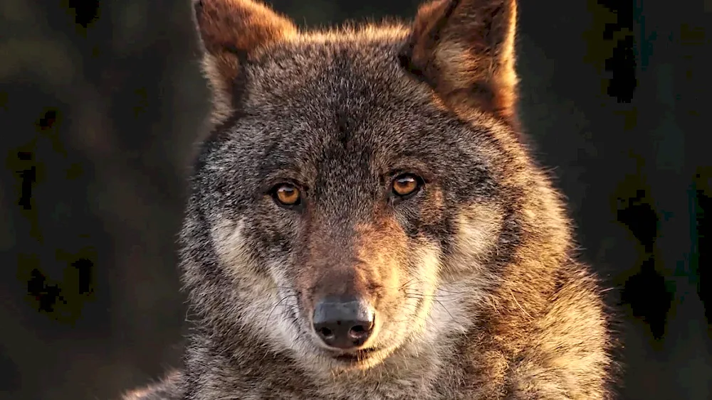 Red wolf