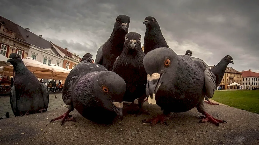 Berberian pigeon