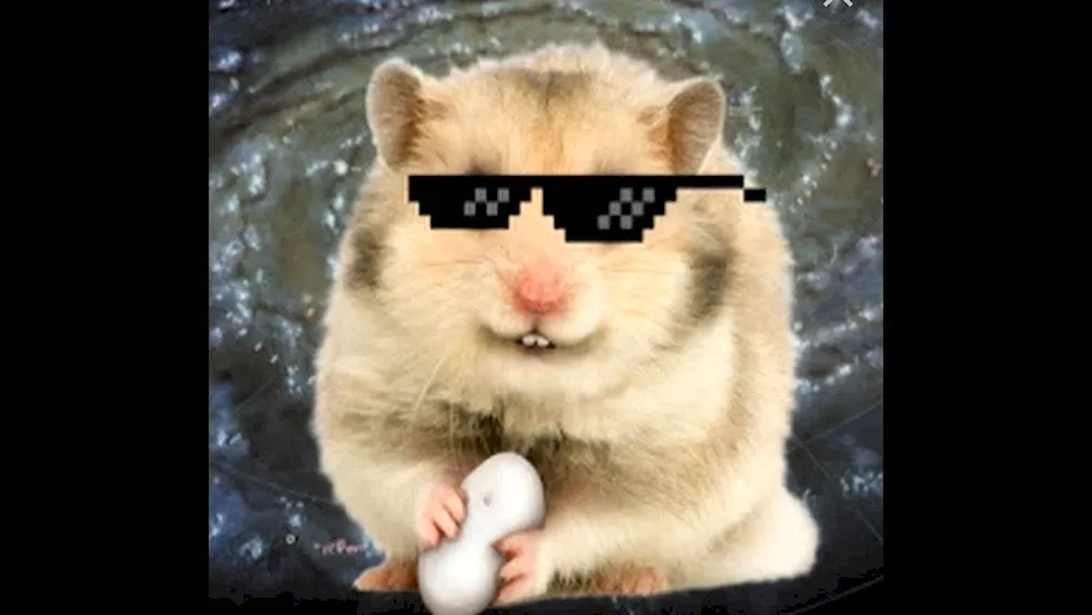 Cool hamster