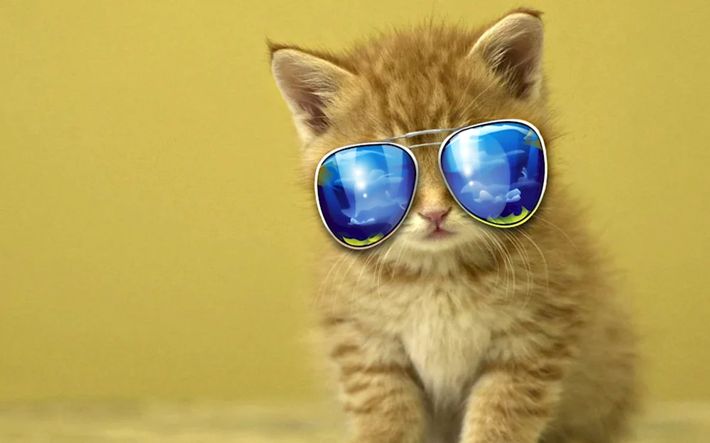 Cool cat