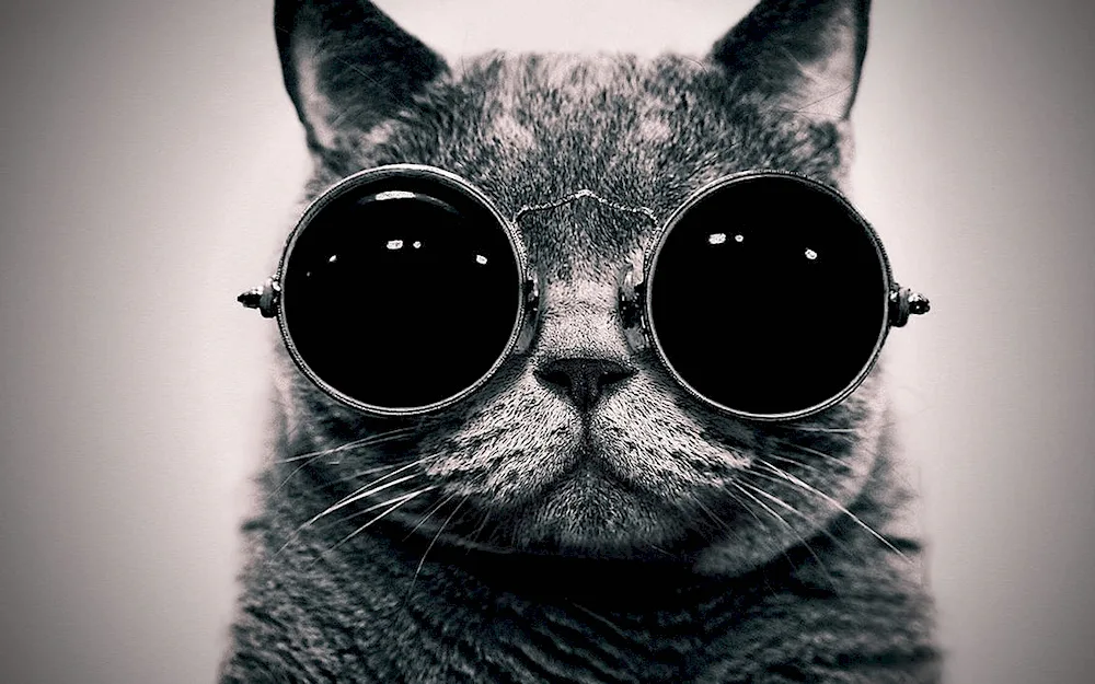 Cool cat