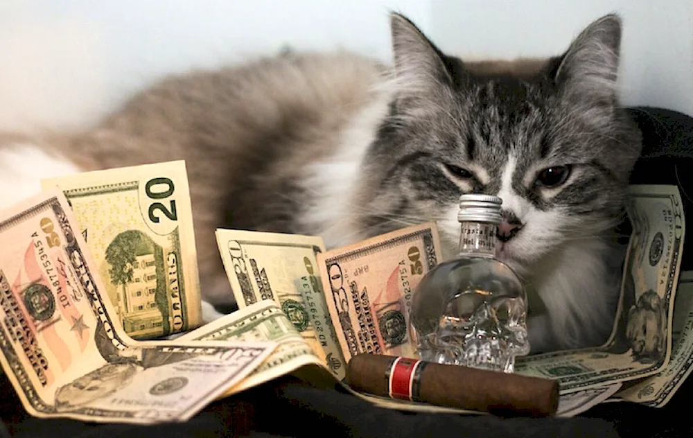 Cool cats
