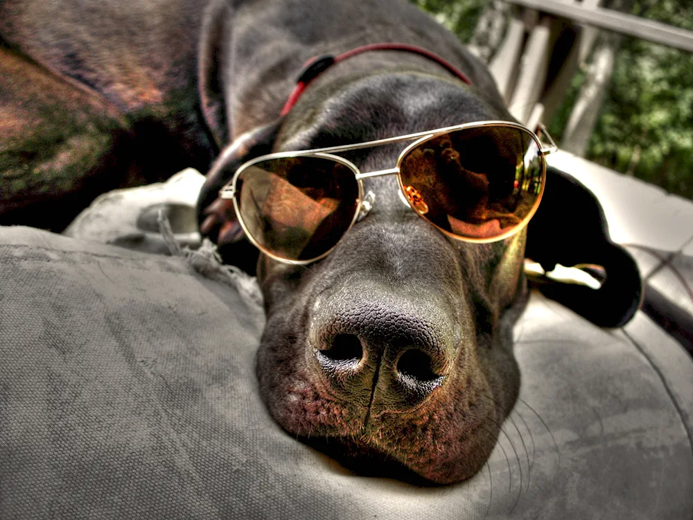 Cool animals